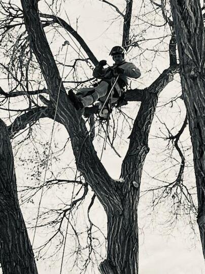 professional tree trimming and pruning services