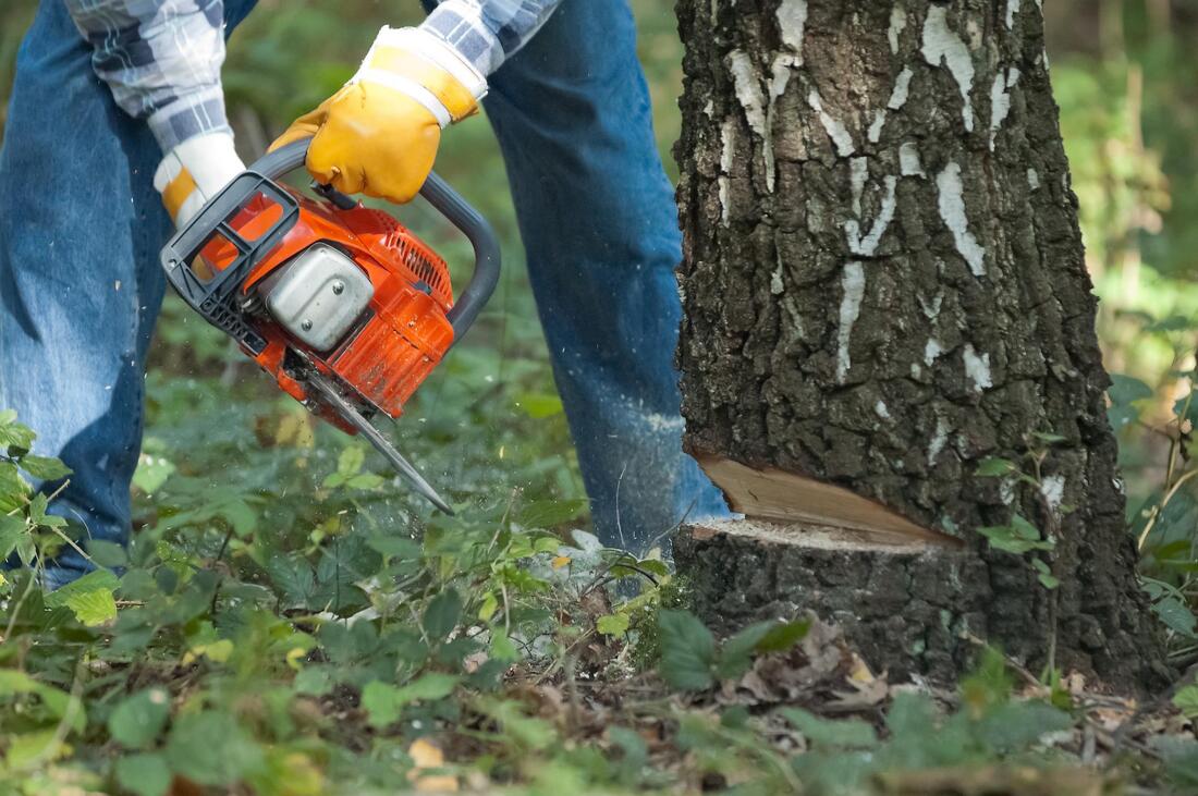 qualified professionals doing tree removal 