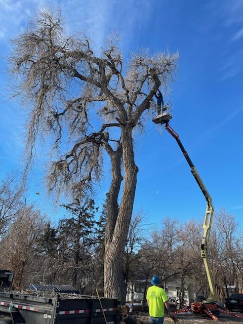 professional tree trimming and pruning services